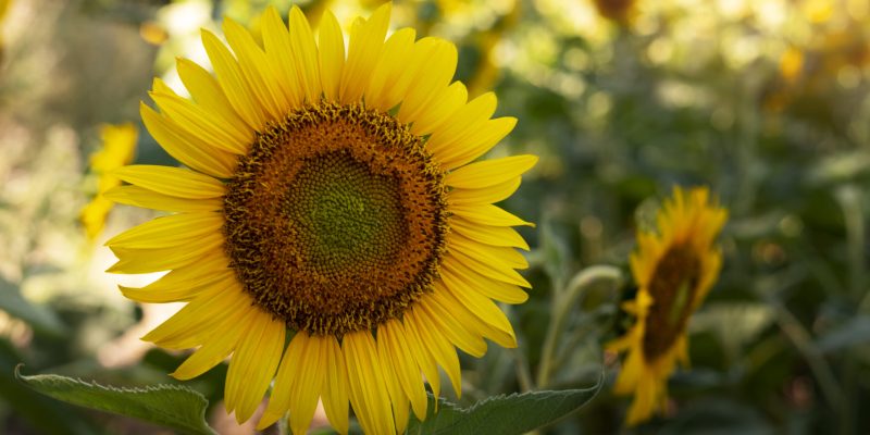 beautiful-sunflowers-outdoors-still-life