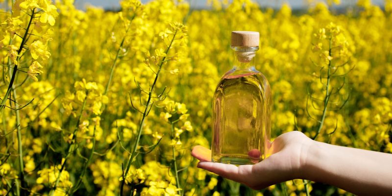 Rapeseed oil in a transparent glass bottle in hand on a background of rapeseed field.