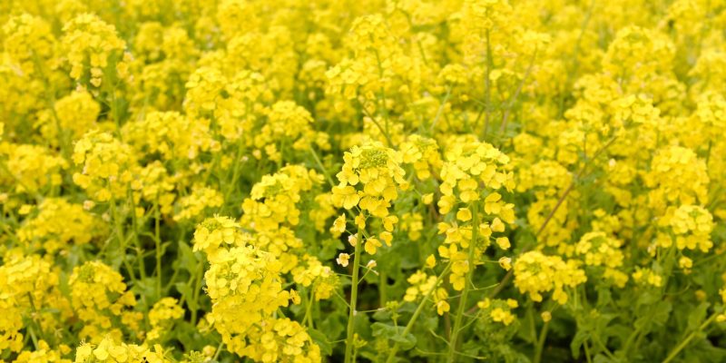 Many yellow flowers growing next to each other during daytime